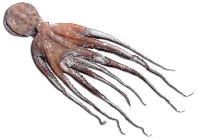Foto Pulpo Blanco