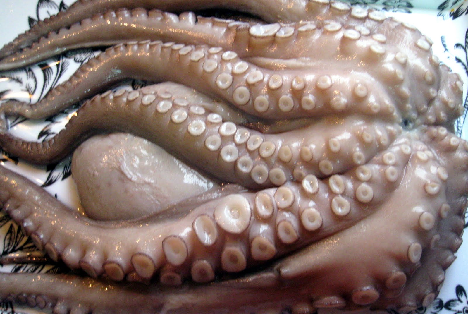 Foto Pulpo Fresco