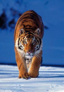 Foto Puzzle Clementoni De 500 Piezas Tigre