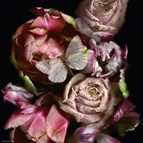 Foto Puzzle Heye De 1000 Piezas Mariposas