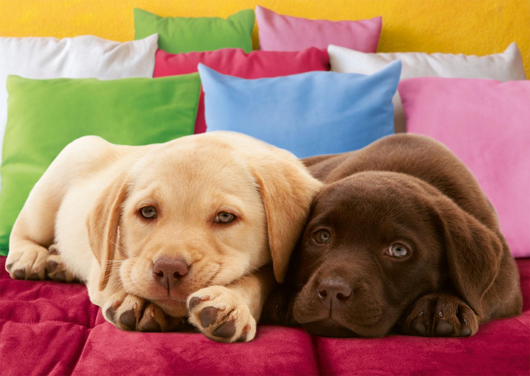 Foto Puzzle Ravensburger De 1000 Piezas Cachorros De Labrador