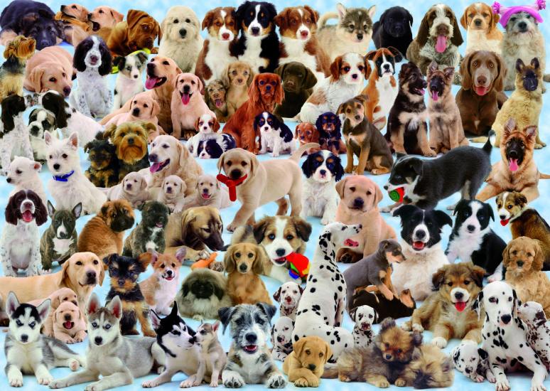 Foto Puzzle Ravensburger De 1000 Piezas Cachorros Del Mundo