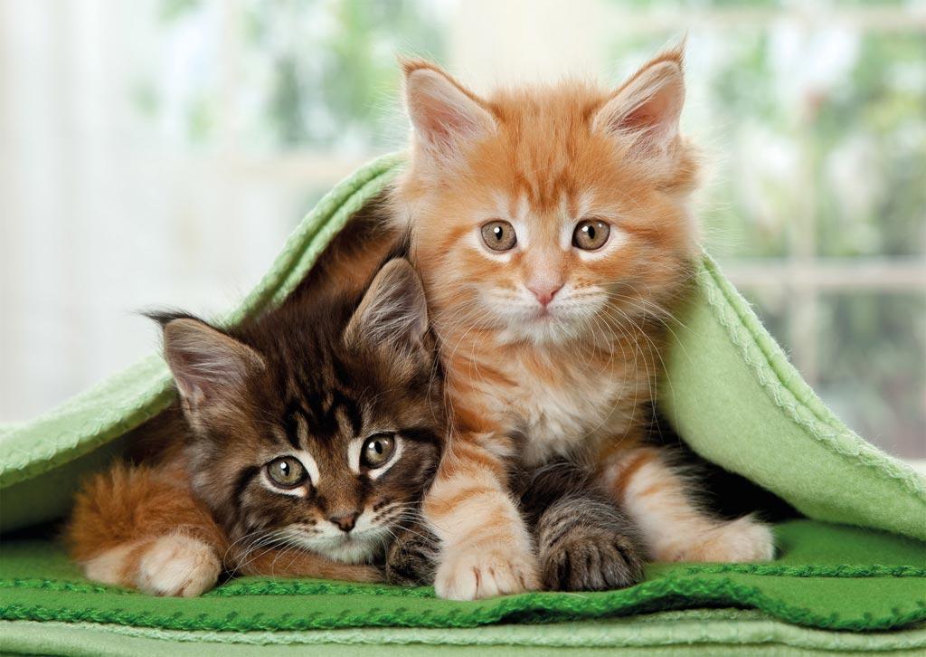 Foto Puzzle Ravensburger De 1500 Piezas Gatito Y Cachorro