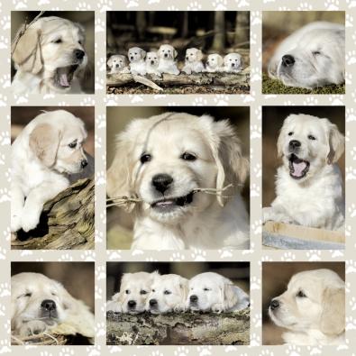 Foto Puzzle Schmidt De 1000 Piezas Cachorros
