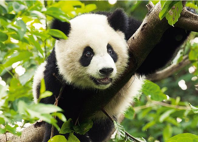 Foto Puzzle Trefl De 500 Piezas Gran Panda
