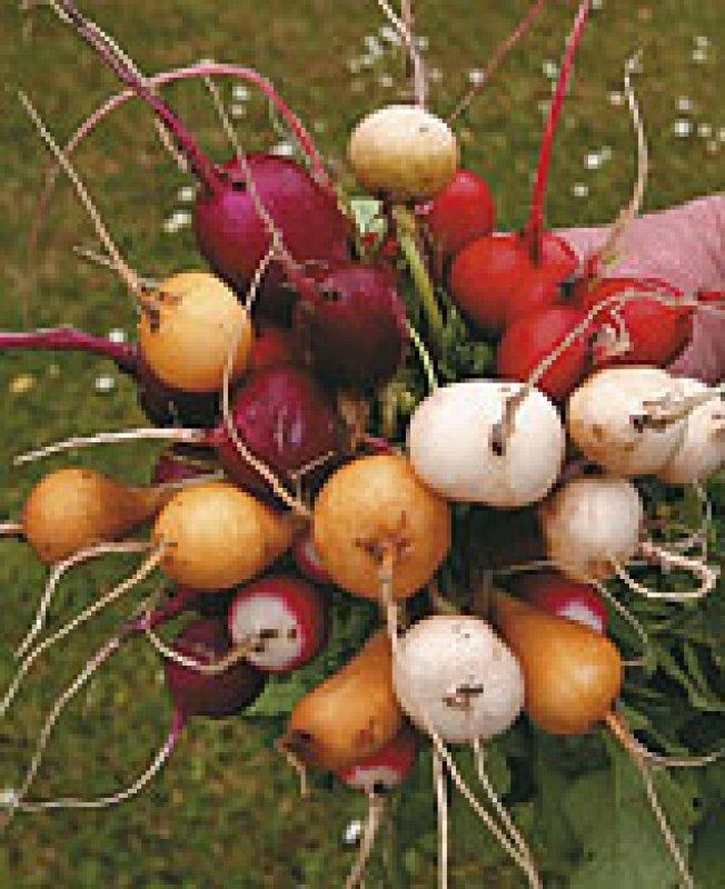 Foto Radieschen 'Rainbow', Mischung - Raphanus sativus - Samen