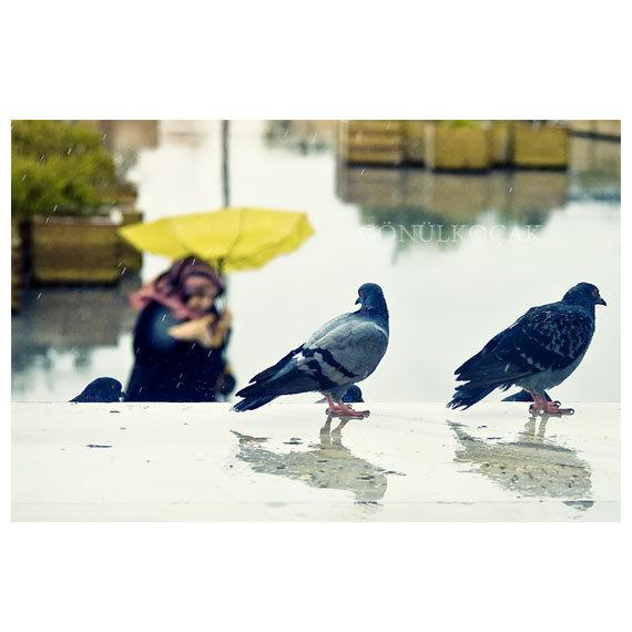 Foto Rain photography - wall decor birds home decor