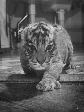 Foto Rajpur, a Tiger Cub, Being Cared for by Mrs. Martini, Wife of the Bronx Zoo Lion Keeper, Alfred Eisenstaedt - Laminas