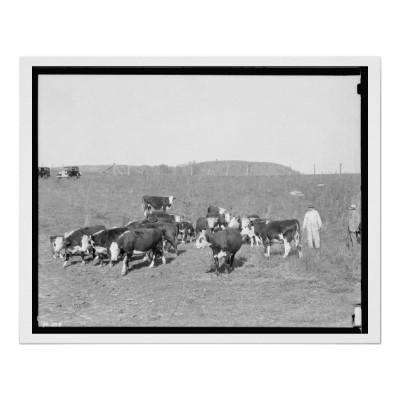 Foto Rancho de ganado Tennessee - 1933 de Hereford Impresiones