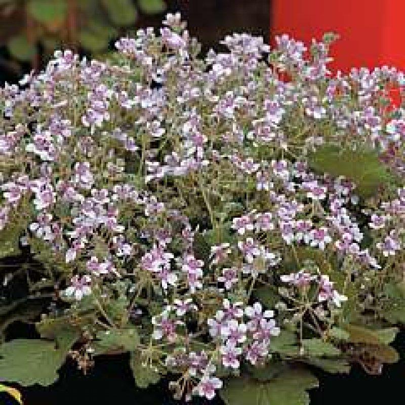 Foto Reiherschnabel 'Sweetheart' - Erodium pelargonifolium - Samen