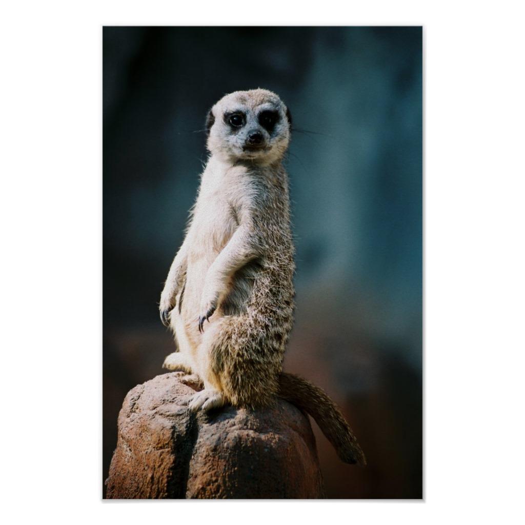 Foto Reloj de Meerkat - poster