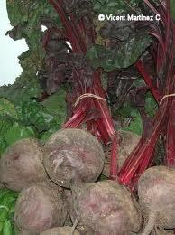 Foto Remolacha ecologica manojo