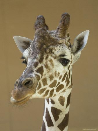 Foto Reticulated Giraffe Makes a Slanted Grin at the Henry Doorly Zoo, Nebraska, Joel Sartore - Laminas