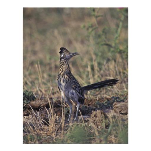 Foto Roadrunner Tarjeton (Paquete De 25)