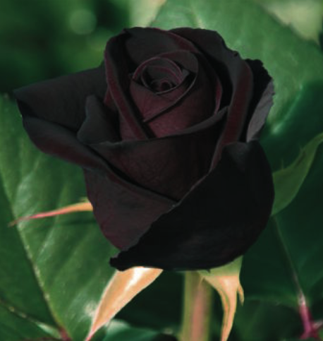 Foto Rosal black baccara meidebenne