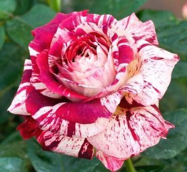 Foto Rosal julio iglesias meistemon