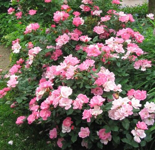 Foto Rosal pink knock out meigadraz
