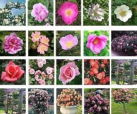 Foto Rosales antiguos ingleses (pack de 4)