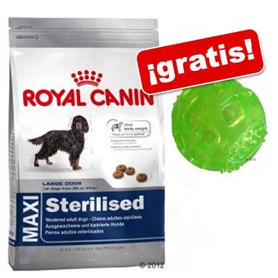 Foto Royal Canin Size 8 a 15 kg Pelota Squeaky gratis! - Maxi Adult Body Condition