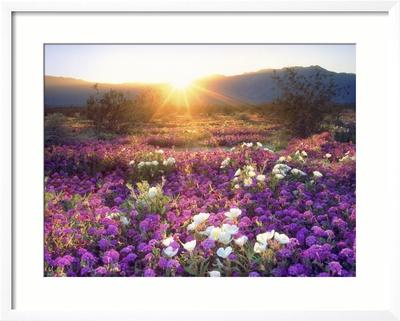 Foto Sand Verbena and Dune Primrose Wildflowers at Sunset, Anza-Borrego Desert State Park, California