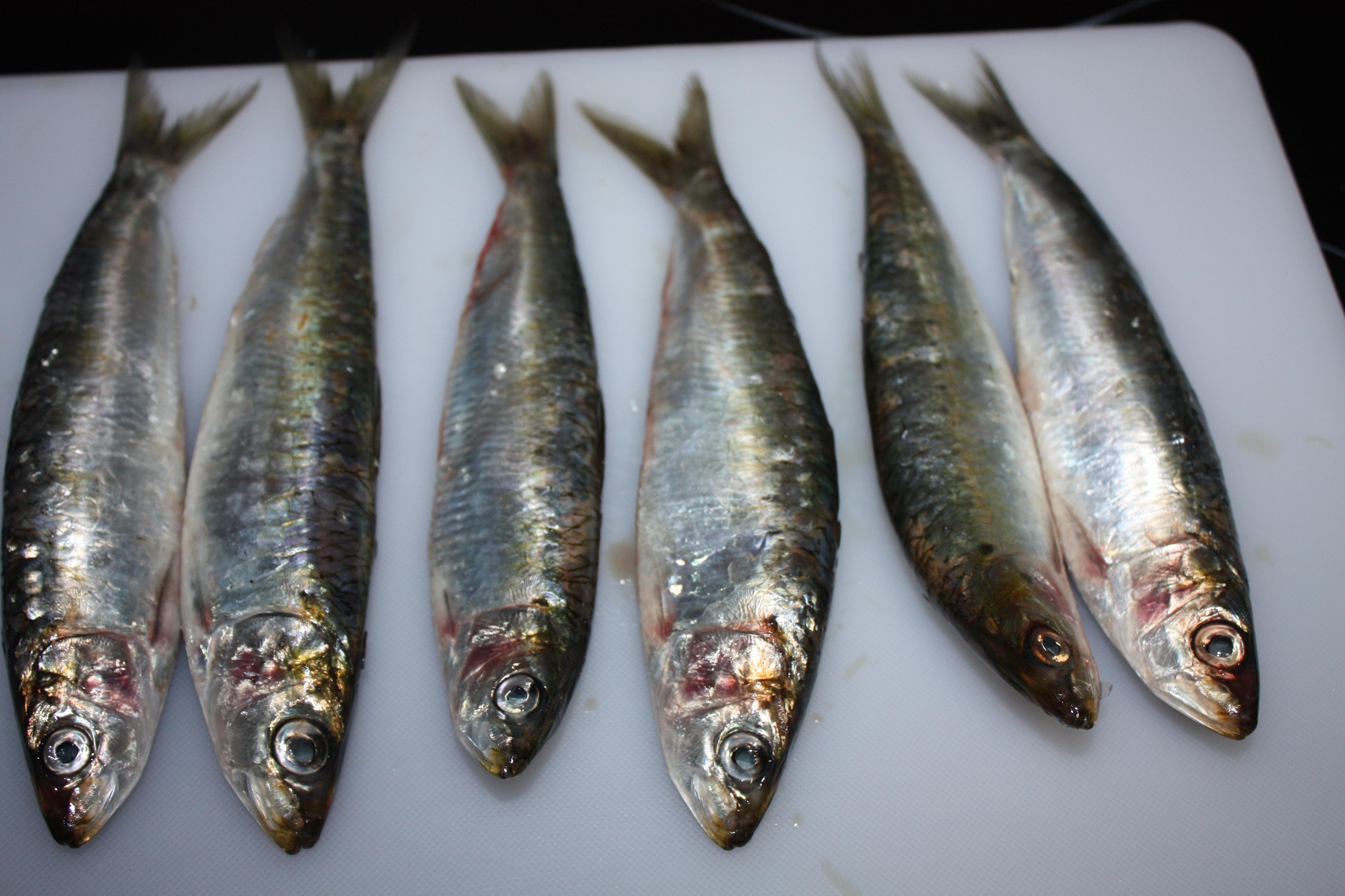 Foto Sardinas Frescas