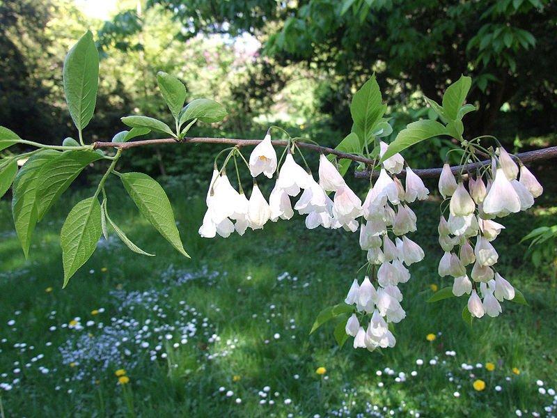 Foto Schneeglöckchenbaum - Halesia monticola - Samen