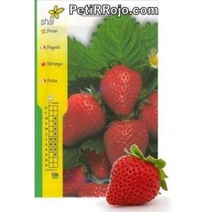 Foto Semillas de fresas. shal