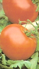 Foto Semillas de tomate tres cantos 100 gramos