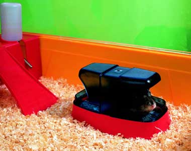 Foto servicio hamster 
