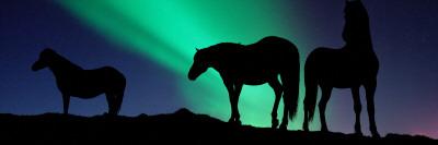 Foto Silhouette of Horses at Dusk, Iceland, Panoramic Images - Laminas