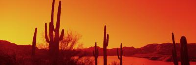 Foto Silhouette of Saguaro Cacti at Sunrise, Tonto National Forest, Arizona, USA, Panoramic Images - Laminas