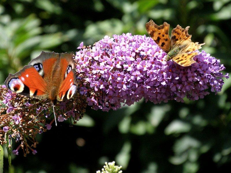 Foto Sommerflieder, gemischt - Buddleja davidii - Samen
