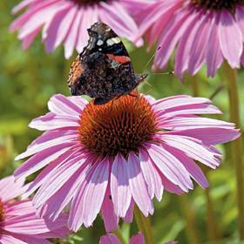 Foto Sonnenhut 'Pink Parasol' - Echinacea purpurea- Samen