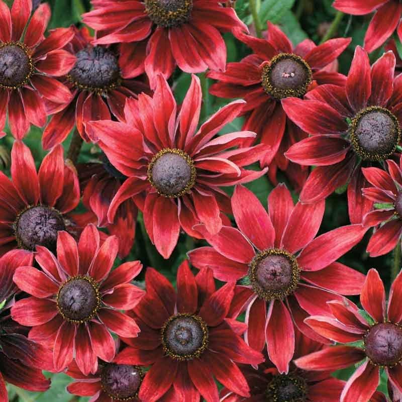Foto Sonnenhut, roter 'Cherry Brandy' - Rudbeckia hirta - Samen