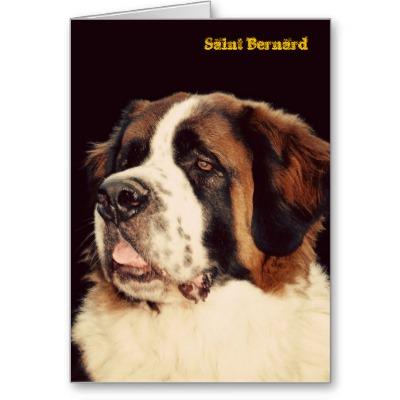 Foto St Bernard Felicitacion
