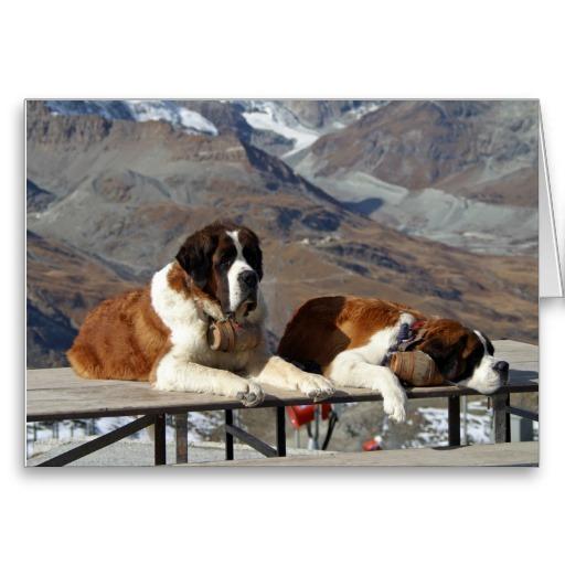 Foto St Bernard Tarjeton