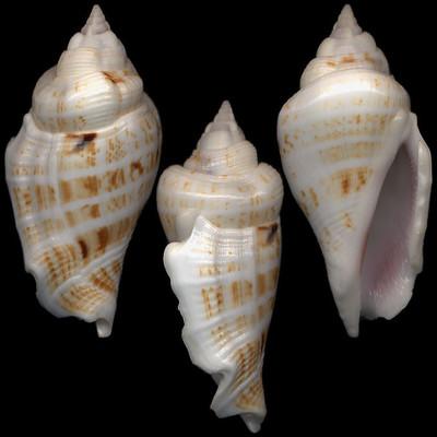 Foto Strombus Gibberulus Gibbosus 