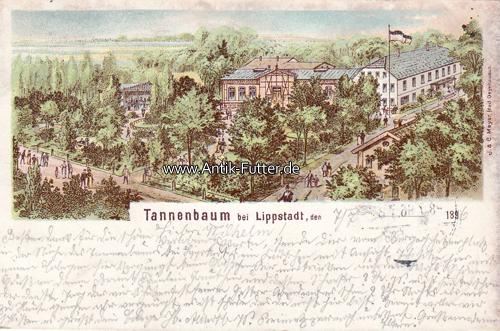 Foto Tannenbaum bei Lippstadt 1896