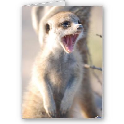 Foto Tarjeta 18 de KMP - pepita de bostezo