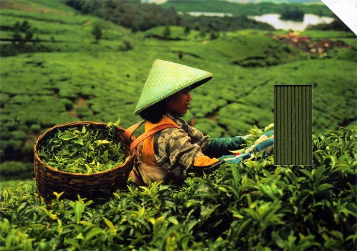 Foto Tarjeta Jardín de té- Les encens du monde - 10 uds