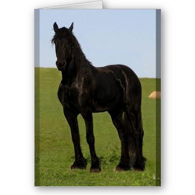 Foto Tarjetas de felicitación frisias del caballo