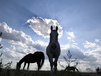 Foto The Sun Shines Through Clouds on Some Horses in Burwell, Nebraska, Joel Sartore - Laminas