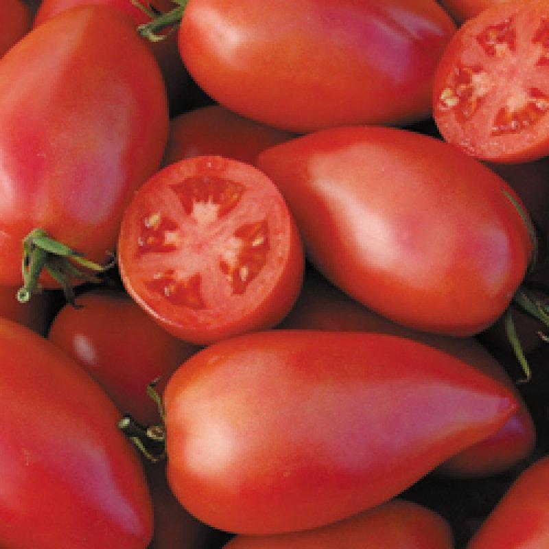 Foto Tomate 'Sheboygan' - Lycopersicon esculentum - Samen