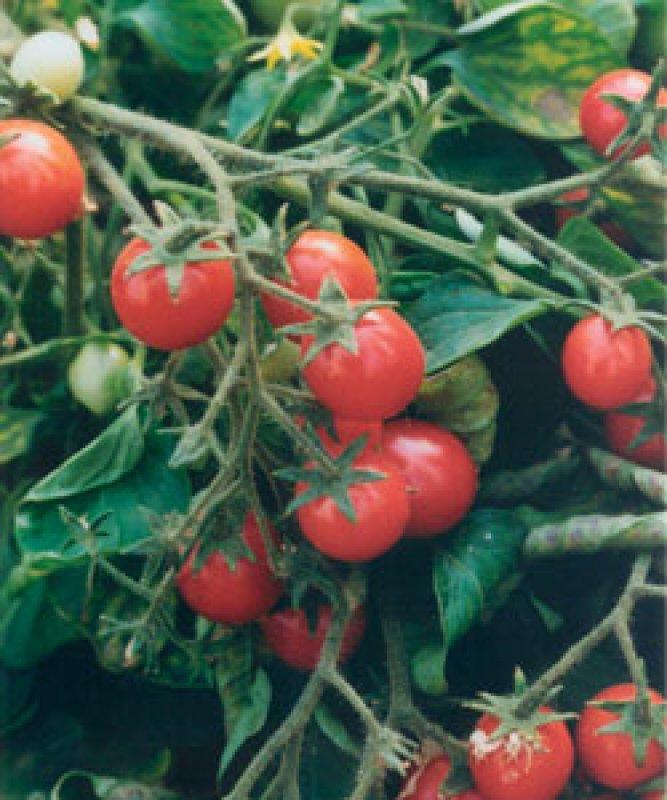 Foto Topf Tomate, Balkontomate Balconi Red - Samen