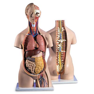 Foto Torso clásico con espalda abierta, 18 partes