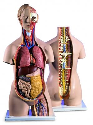 Foto torso clasico con espalda abierta. 18 partes