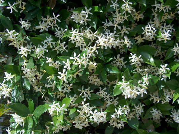 Foto Trachelosperum Jasminoides (3 litros)