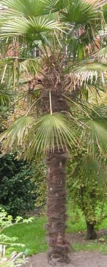 Foto Trachycarpus fortunei altura 40/60