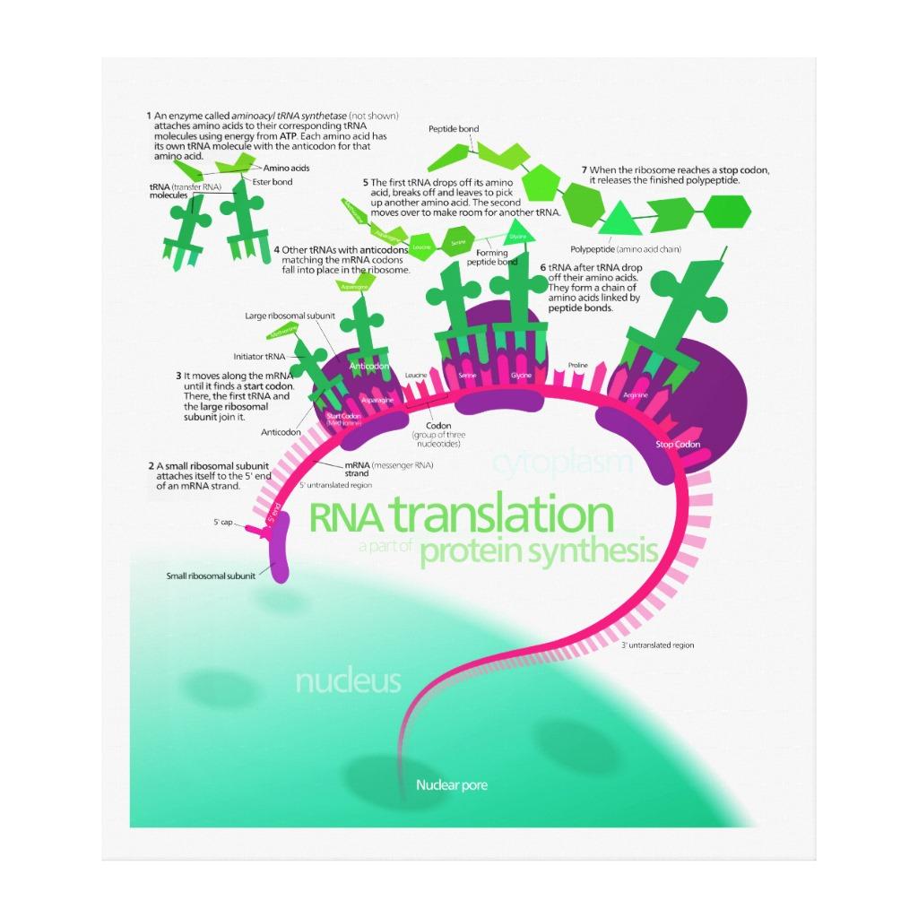 Foto Traducción del ARN en diagrama de la síntesis de l Impresion De Lienzo