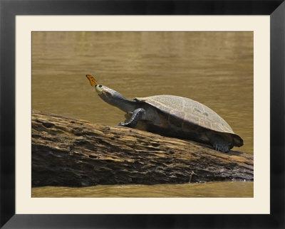 Foto Turtle Atop Rock with Butterfly on Its Nose, Madre De Dios, Amazon River Basin, Peru